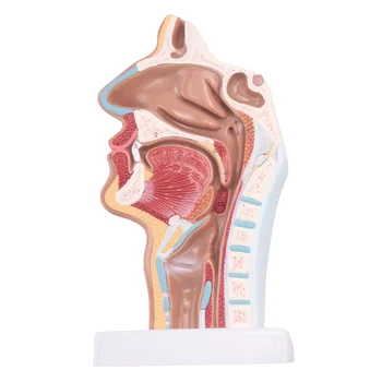 Анатомическая модель анатомии носовой полости горла человека для изучения в научном классе, дисплей, обучающая модель